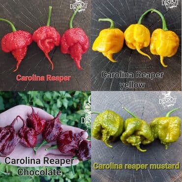 za dvoriste: 🌶Seme najljućih i egzotičnih čili papričica🌶 Za kupljenih pet — 1