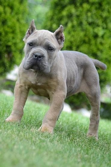 psi firma: Cane Corso, štenci vrhunskog kvaliteta Nasa odgajivačnica Vam nudi — 1