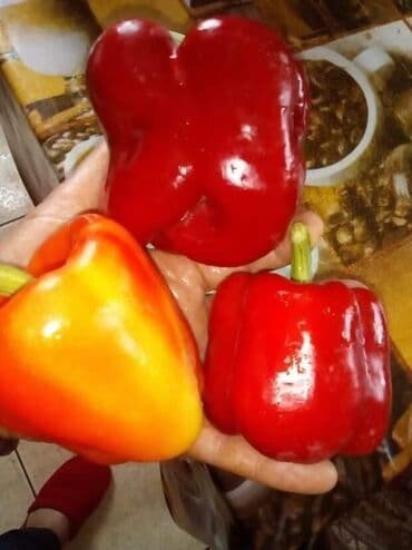 Paprika Babura – Stara sorta Cena:400din/10 semenke Paprika Babura je