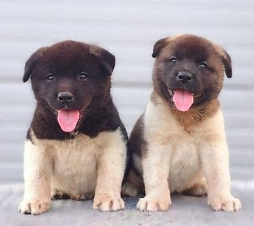 konji ulje na platnu: Američka Akita štenci Odgajivacnica TOP WINNER PUPPY sa ponosom — 1