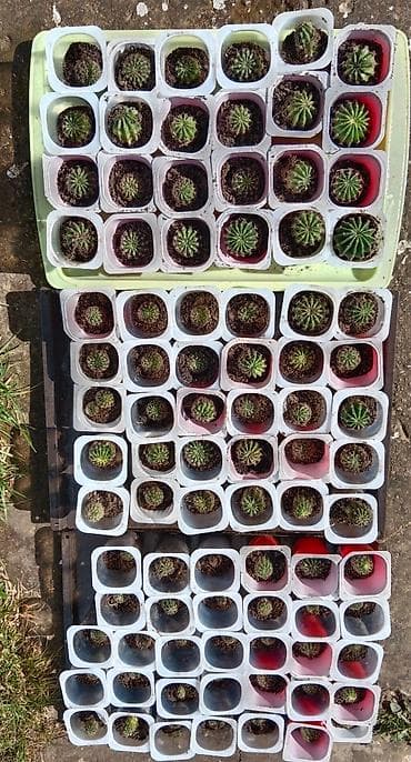 Kaktusi mali otporni cvetaju kad napune 7 godina bele boje ogroman na lalafo.rs Kaktusi mali otporni cvetaju kad napune 7 godina bele boje ogroman