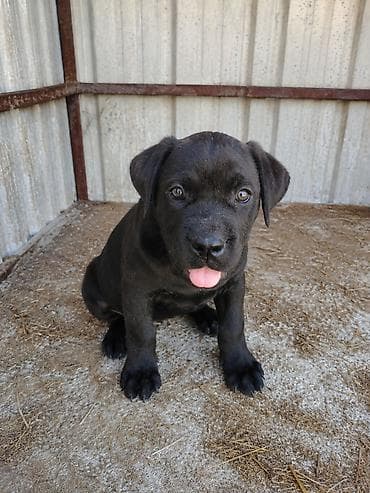 Psi: Štene cane corso Ženka, stara 2 ipo meseca Očišćenje od parazita i — 1
