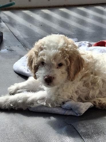 labrador psi: Rasni štenci – rase Lagotto Romagnolo (belo–braon) oznaka, mekanog — 4