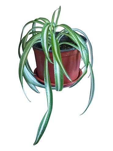 biljka adam zuti listovi: Sobna biljka – Chlorophytum comosum “Pauk biljka” (variegata) u — 2