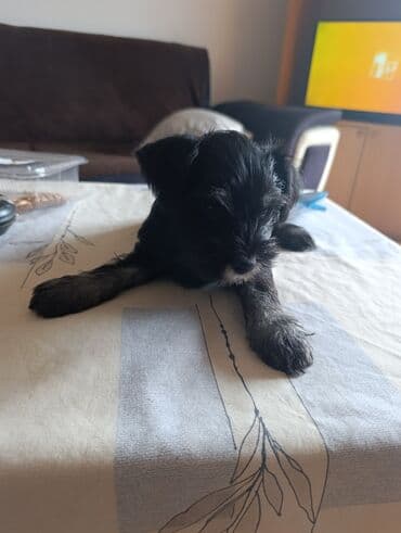 kucni ljubimci novi sad: Opis: Predivno štene mini šnaucera, idealno za domove koji traže — 4