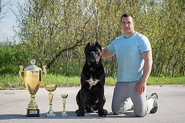 veliki crni psi: Sa zadovoljstvom predstavljamo novo leglo Cane Corso štenaca iz — 7