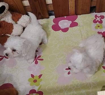 Štenci mini maltezera,mužjak i ženka,stari dva meseca,bakcinisani na lalafo.rs Štenci mini maltezera,mužjak i ženka,stari dva meseca,bakcinisani