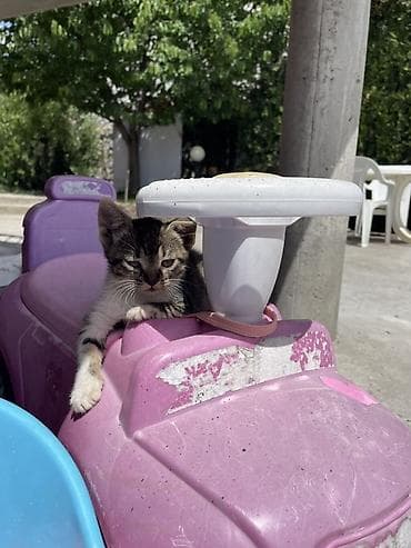 Poklanjam male mačiće odgovornim ljudima.
Novi Sad Veternik