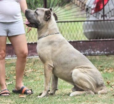 Psi: Cane Corso štenci dostupni za rezervaciju! U ponudi imamo tri — 14