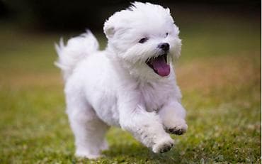 Ptice: Potreban maltezer okolina Raska, Novi Pazar, Kraljevo — 1