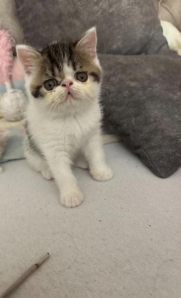 psići na poklon: Na prodaju mačići persijske egzotične (Exotic Shorthair) rase. Vrlo — 2