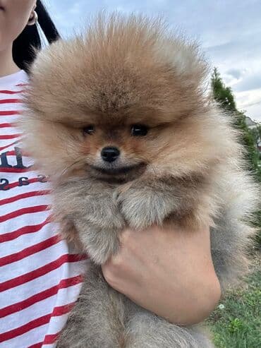 Psi: Pomeranac (Spitz) štene – fluffy mini meda - Rasa: pomeranski špic — 3