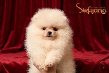Pomeranac Boo. Čistokrvni,prelepi štenci pomeranca, vrhunskog porekla