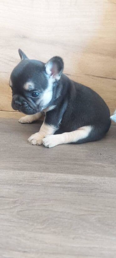 štenci šarplaninca: Francuski buldog štenci exotic, plavi, klasik i fluffy veseli — 4