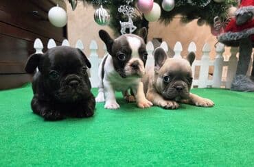 Dogs: Štenci francuskog buldoga. U novogodisnjoj ponudi sjajno leglo — 8