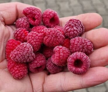 polikabl za co2 aparat: Naša ponuda obuhvata sadnice maline za više sorti malina uključujući — 2