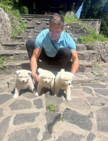 psi pomeranci na poklon: Stenci akita inu-Japanski Sashatoshi odgajivačnica Japanskih akita — 2