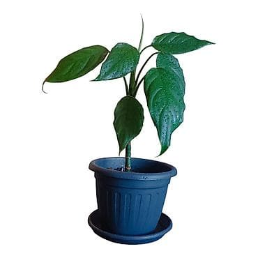 nocni ormaric dimenzije: Sobna biljka u saksiji – dekorativna zelenolisna vrsta Aglaonema — 1