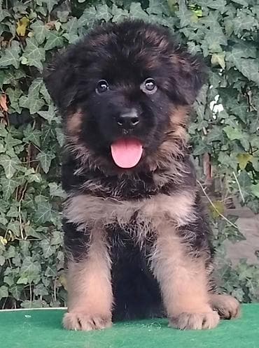 pitbull mali: Nemački ovčari,odg. Ultra Star iz Beograda,vrhunska štenad izuzetne — 3