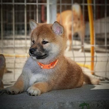 kucice za pse subotica: Odgajivačnica 'Kami's little fellows' predstavlja vrhunsko leglo Shiba — 2