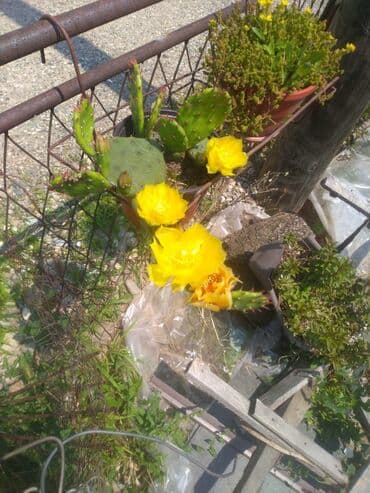 decije sobe za devojcice: Kaktus — 1