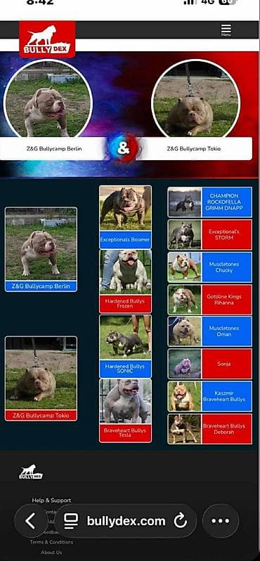 Psi: American bully pocket lilac štenci. 4 lilac zenki, 2 zute zenke — 6