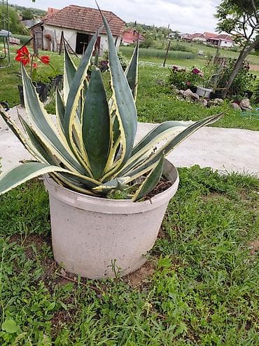 alat na prodaju: Agava americana ‘Variegata’ u saksiji - Velika, dekorativna agava sa — 4