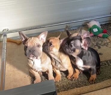 Pets & Animals: Francuski buldog štenci iz vrhunskog legla – spremni za novi dom - — 8