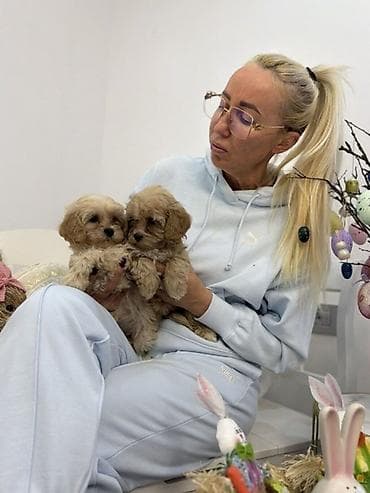 crni staford slike: Maltipoo vrhunske genetike u registrovanoj odgaivacnici Bahu Djokovic — 1