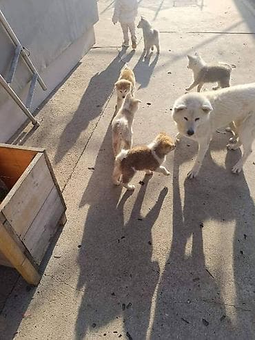 haski štenci: Japanska Akita štenci U ponudi štenci Japanske Akite stari tri i po — 4