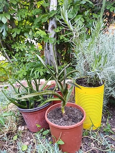 zimsko radno odelo: Aloe arborescens – LEKOVITA ALOJA Jedna od najlekovitijih vrsta — 2