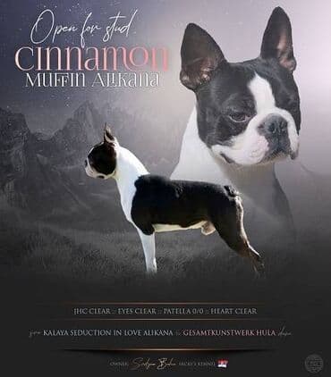 pudlice na prodaju: Boston terrier kennel Srcky's oglasava deo svojih muzjaka za parenje! — 2