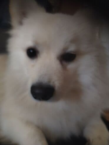 Oprema za kućne ljubimce: Nemacki špic Pufik – prelepi kućni ljubimac Sve vakcine primljene — 4