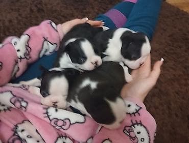 stenci mopsa: Boston terijer zenska stenad dostupna za rezervaciju u nove domove gde — 4