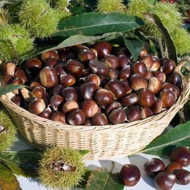 Sušilice: Sadnica pitomog kestena (Castanea sativa) – plodna sorta - Vrsta — 4