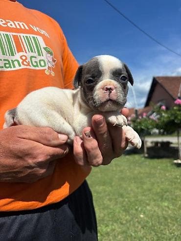 francuski buldog fluffy: Francuski buldog štenci egzoticnih boja veseli umiljati strucno — 5