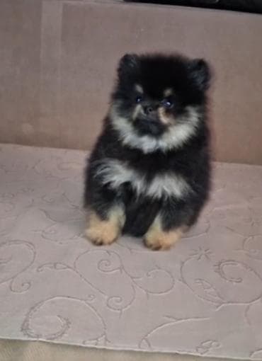 njuškalo psi štenci: Pomeranac muzjak,black and tan boje. Ociscen od unutrašnjih parazita — 2