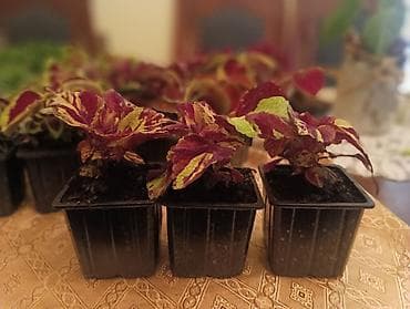 cvece debela koka: Koleus (Coleus, ukrasna kopriva) – rasad u saksijama - Raznobojne — 2