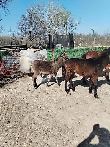 Ptice: Magare – mlado, mirno i naviknuto na dvorište - Vrsta: magare (sivo — 2