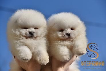 divlji pas u srbiji: Pomeranac Boo. Vrhunski stenci pomeranca, minijaturnog patuljastog — 2