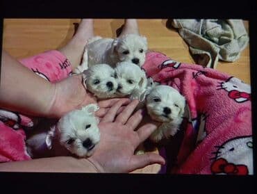 Stenci mini maltezera ostenjeni 28.11.2025 2 muska i 3 zenke  Iz