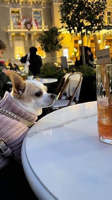 mini pomeranac prodaja: MINI ČIVAVE. Mini čivave oba pola kristalno bele, zlatne i — 10