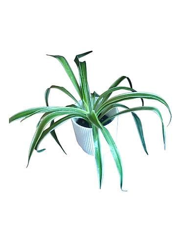 biljka adam zuti listovi: Zeleni ljiljan (Chlorophytum comosum) u saksiji fi 12cm - Dekorativna — 2
