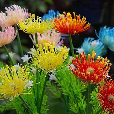 makaze za grane: Veštačka solarna Leucospermum Protea U setu dolaze 2kom Cena:2350 — 3
