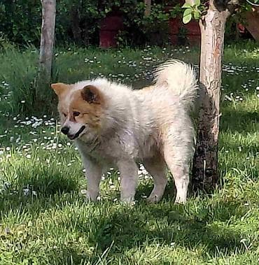 akvarijum sa ribicama: Poklon - Mešanac akita inu i samojeda, star 2 godine, trazi svoj — 2