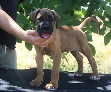 Dogs: Cane Corso štenci U ponudi veoma perspektivni štenci iz različitih — 4