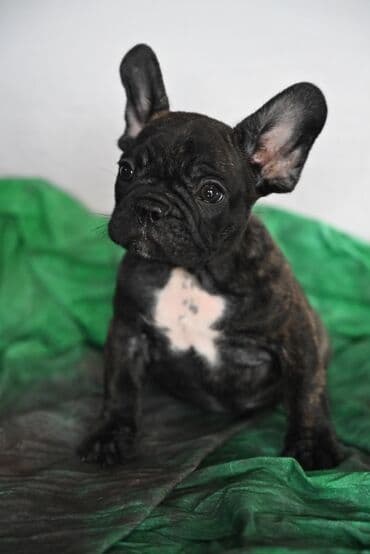 haski stene: Francuski buldog – štene tigraste (brindle) boje sa belom zvezdom na — 4