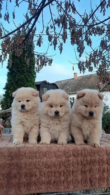 Cau cau Chow chow stenad iz dva legla najlepsi pokon za novogodisnje