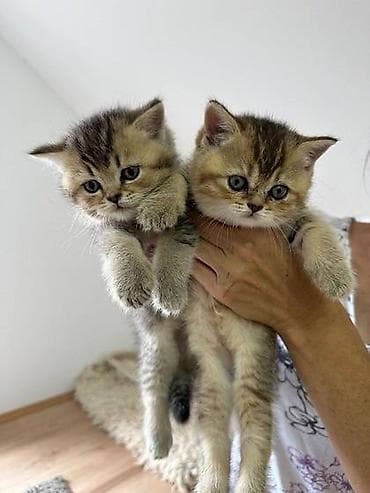 U ponudi britanske kratkodlake mace. Vakcinisane i očišćene od