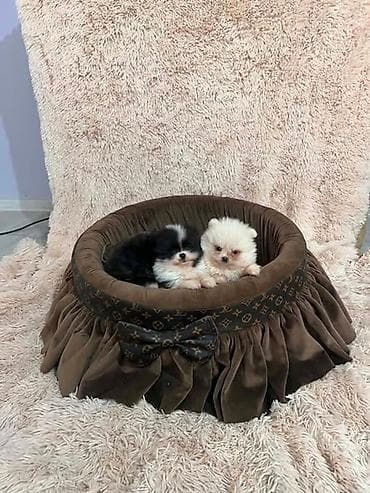 beli psi: Pomeranac, vrhunski štenci POMERANCI devet nedelja stari, vrhunskog — 8